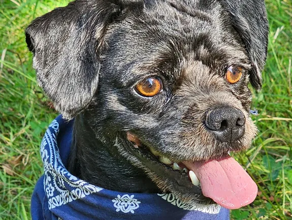 Schulhund Mikey