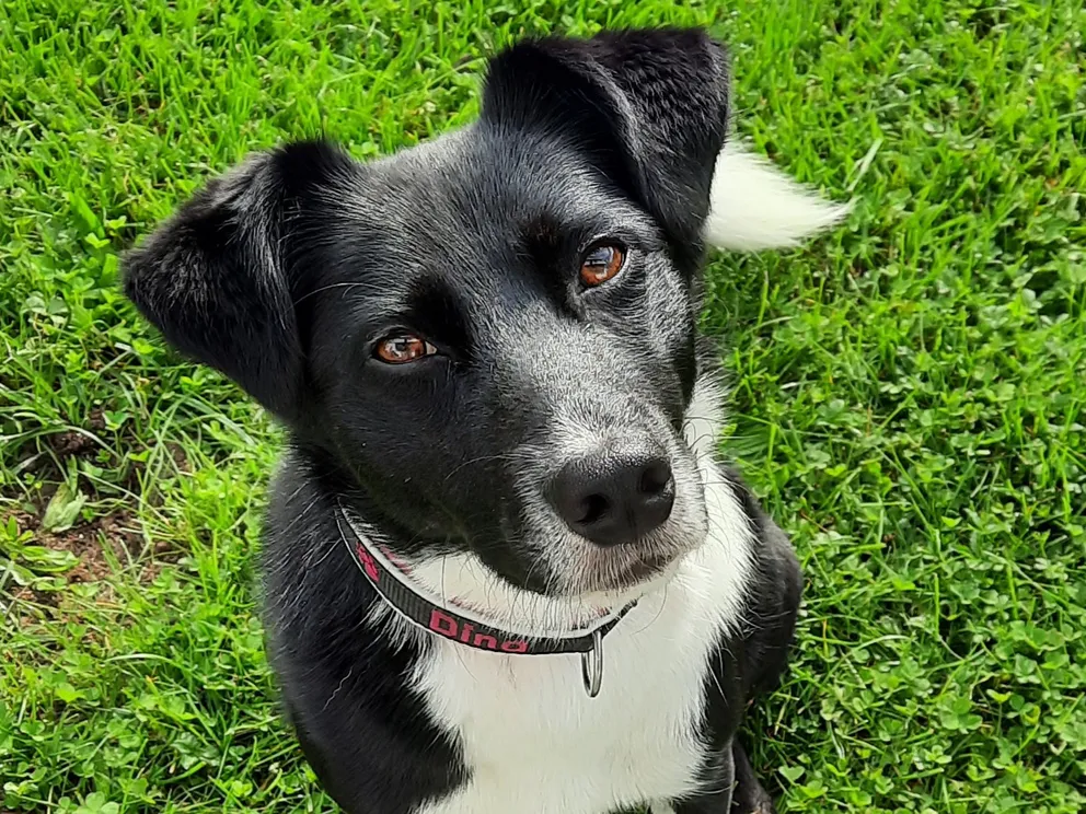 Schulhund Dina