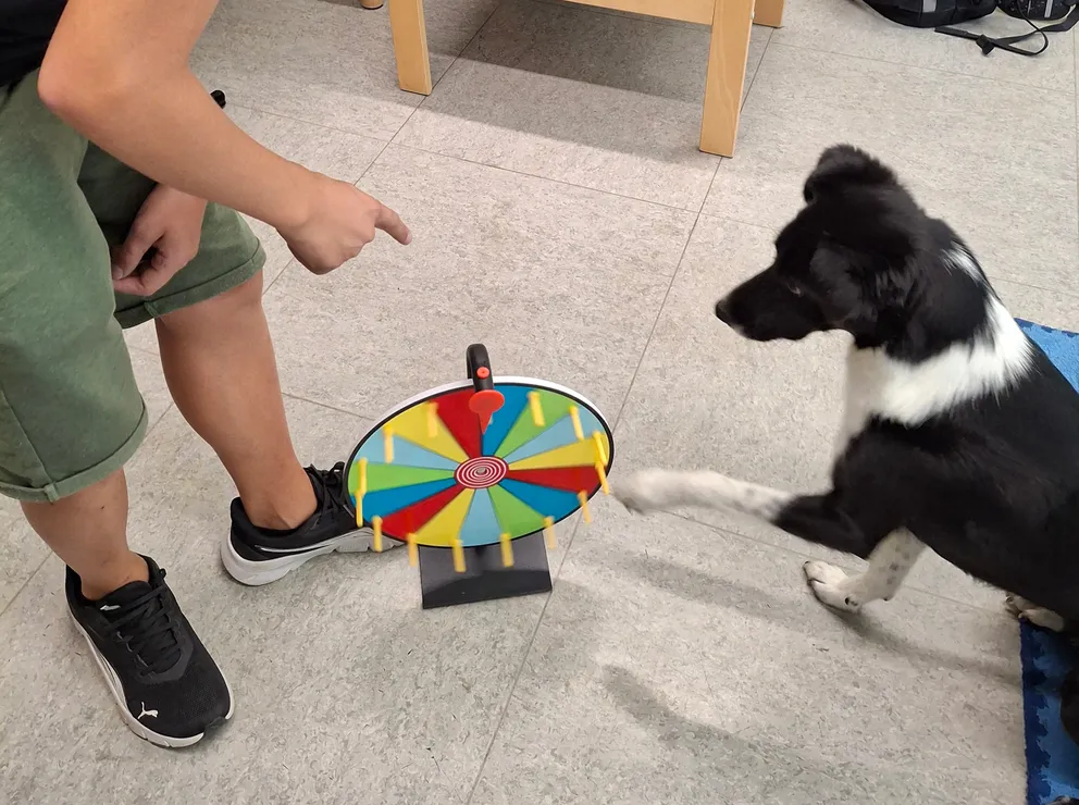 Schulhund Dina dreht am Glücksrad