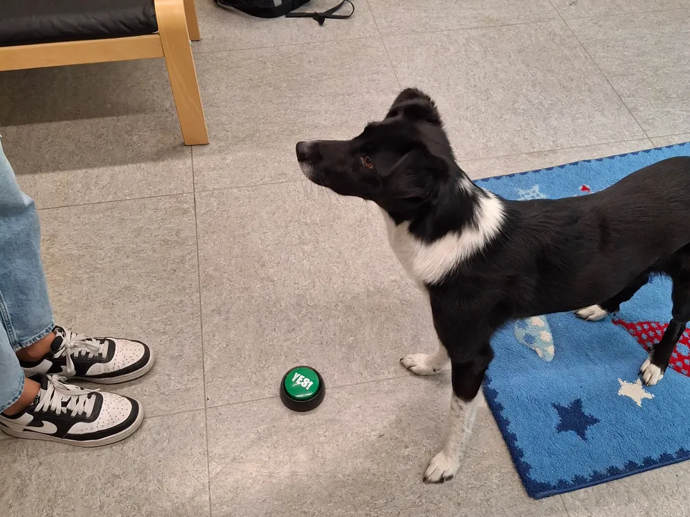 Schulhund Dina