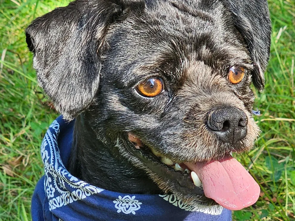 Schulhund Mikey